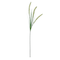 Cream Wheat Grass Stem by Ashland&#xAE;